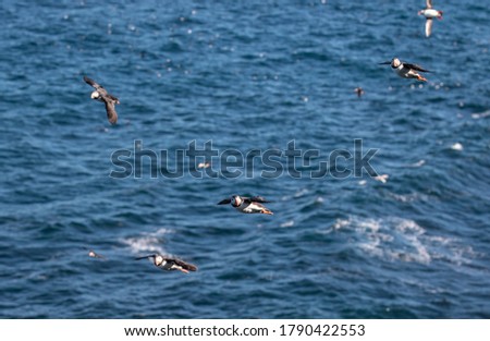 Atlantic Puffin flying near the nesting cliffs over the ocean