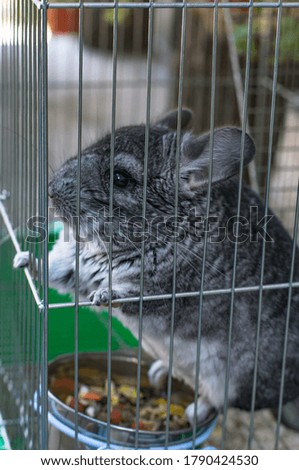 Cute and fluffy chinchilla in cage