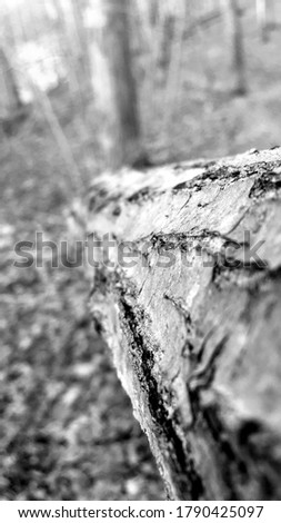 Tree Branch with Texture and Light