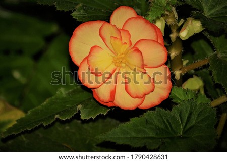  Yellow and Orange Flower Picture