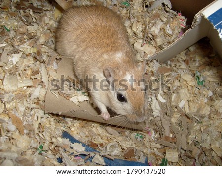 Popcorn the sand colored gerbil is chewing on cardboard in his vivarium - rodents being rodents