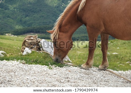 brown horse eating on the heights of the mountain area of the gran sasso