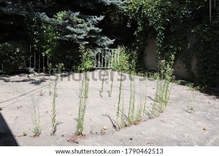 Weeds growing out of cracked concrete on a patio with trees in the background
