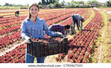 Cheerful young Hispanic woman standing on farm plantation with box of red leaf lettuce during harvest Royalty-Free Stock Photo #1790467541