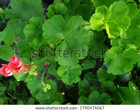 green leaves of geranium and pink duds