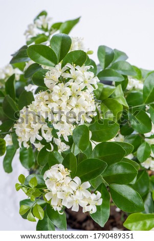 Orange jasmine, flowers and green leaves are fragrant and have medicinal properties.