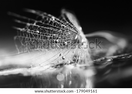 Black and white dandelion seed with waterdrops on dark background