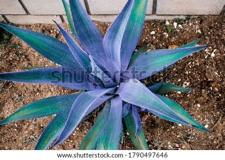 Agave in blue tones. Agave photographs in blue tones found in a garden on a street.