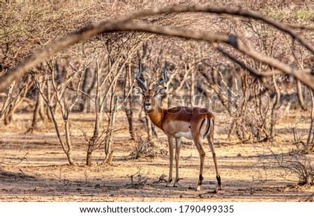 Tanzania great dry gras savannah plains impala antelopes 