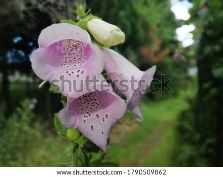 splendid colored wild flower with a soft texture