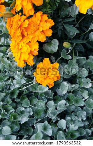 beautiful marigold  flower in summer with gray leaves 