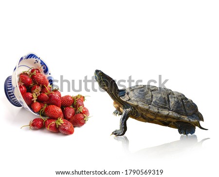 Red-eared slider turtle Trachemys scripta elegans stands at an inverted plate with strawberries, isolated on a white background