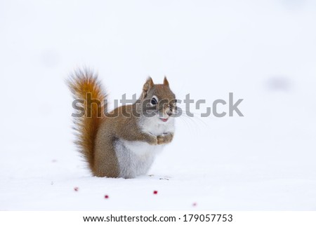 red squirrel in snow