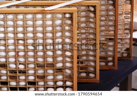 Cocoon ball, the raw material of silk thread Royalty-Free Stock Photo #1790594654