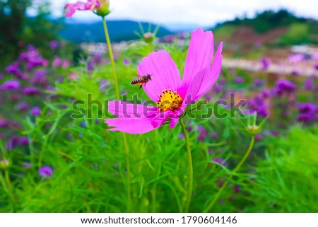 The bee on pink cosmos flower in garden.