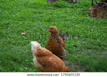 Chickens on green grass in the garden