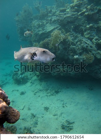 Arotnron fish. Fishes - a type of bone fish of the Osteytnes Pufferfish (Tetraodontidae) Spiny Pufferfish.