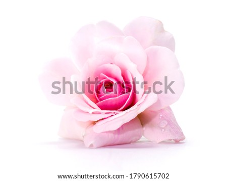 Pink of Damask Rose flower on white background. (Rosa damascena) Royalty-Free Stock Photo #1790615702
