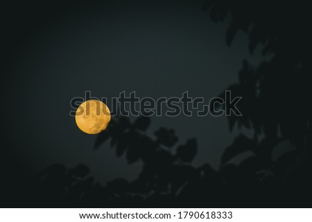 A bright full moon in the clear sky seen through a tree leaves in the early morning before sunrise.