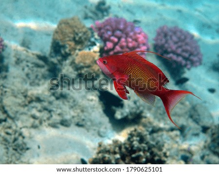 Fish. Fabulous perch - Antnynaye Precious pseudanthias is the most common antyas in the Red Sea. Divers see him in huge flocks on the slopes of the coral reefs. It grows up to 15 cm.