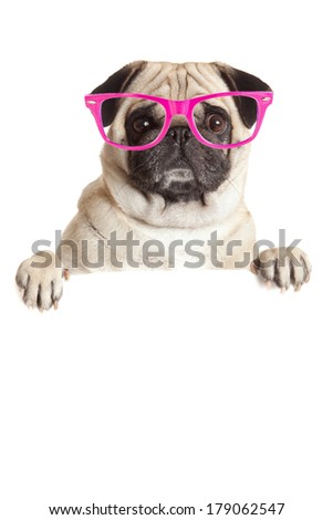 Pug Dog  with blank billboard. Dog above banner or sign. Pug dog with  glasses  over white background