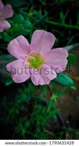 Very beautiful purple flower with petals