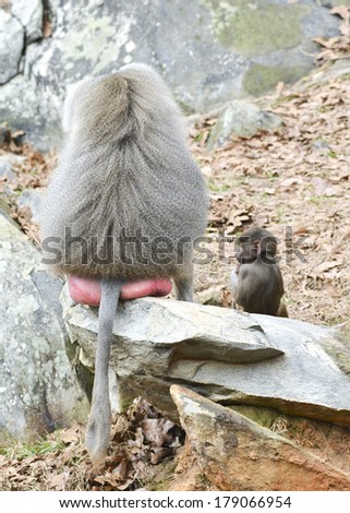 father baboon sits with adoring child