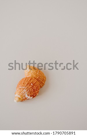 Orange seashell on neutral beige background