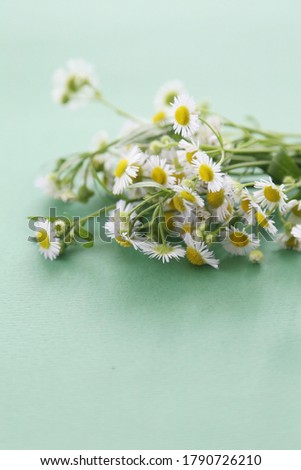 daisy flower on the green table 