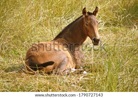 A cute wild pony enjoying the sun in the middle of the hay