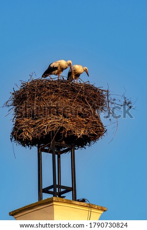 White Stork, Ciconia ciconia, common picture on a nest on a chimney with chicks