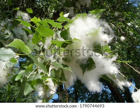 Black Poplar (Populus nigra) seed tufts. Seeds with soft, cotton-like down. The ripening season of these plants causes allergic reactions in many people. Royalty-Free Stock Photo #1790744693