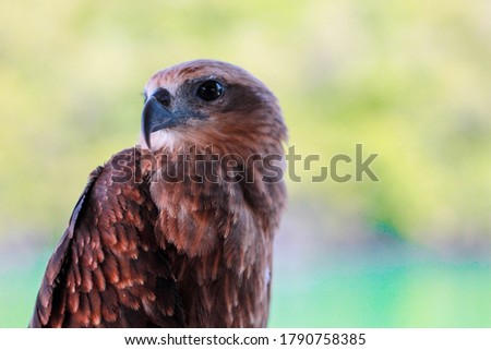 A semi side profile close up of a eagle head with distinct view of one eye and beak with a nature background at Malaysia