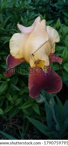 blooming beige and red iris flower, shallow dof