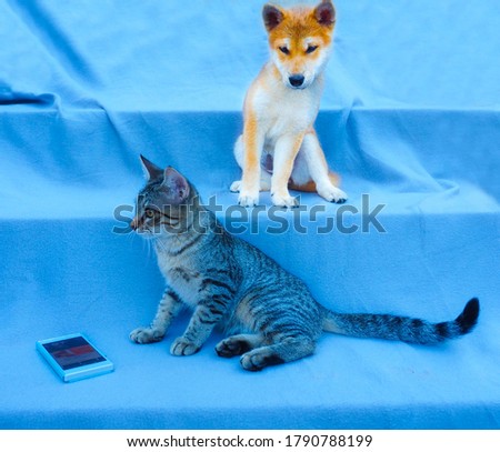 Shiba Inu puppy and his friend striped kitten