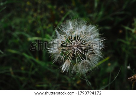 one big dandelion in the field