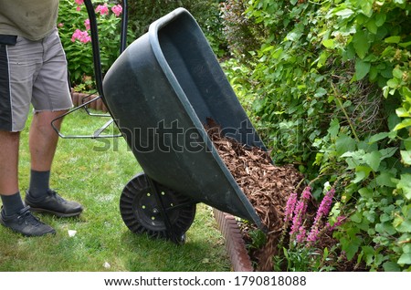 loading torture wood chips bark on a wheelbarrow  with a shovel from a car and delivery to the garden where ornamental perennial beds are mulched by gardeners Royalty-Free Stock Photo #1790818088