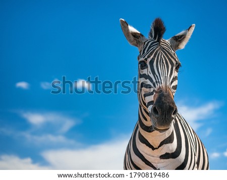 portrait of zebra and sky on background 