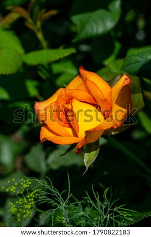 Orange flowers roses close up