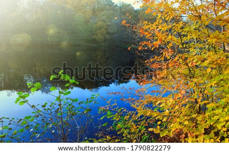 Colorful beech leaves on the sun and forest lake.
