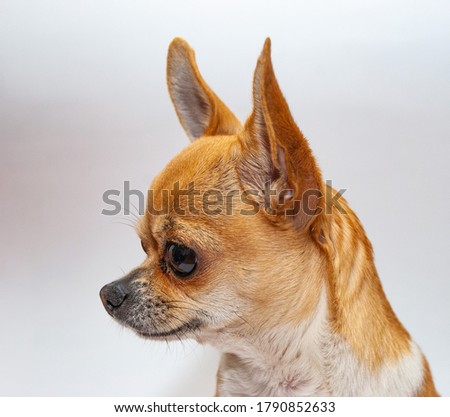 Chihuahua dog, on a white background