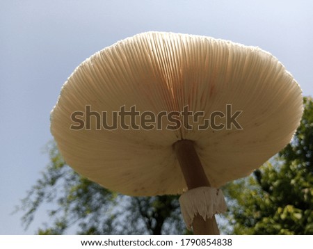 beautiful picture of mushroom closeup view