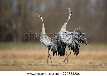 Spring mating dance in the meadow, Common Crane Royalty-Free Stock Photo #1790863286
