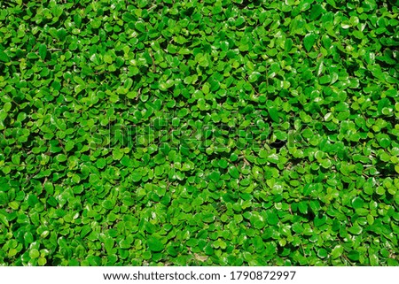 Texture of little green leaves wall background
