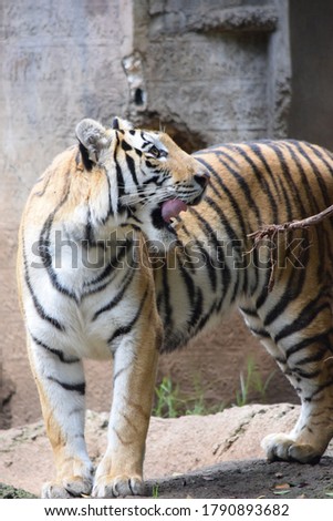 portrait of a bengali tiger opening his mouth