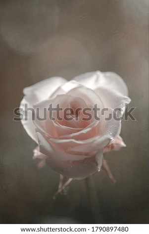 Pink rose with bokeh background on natural light