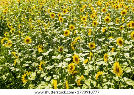 field with sunflower flowers seen from above