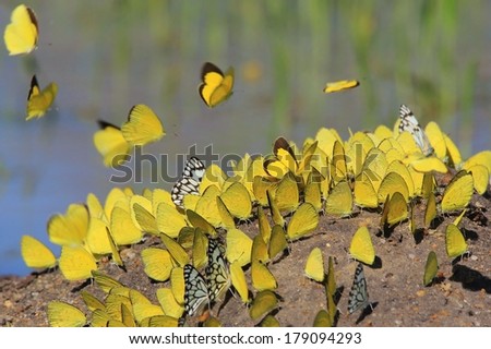Yellow Butterflies - Colorful Insect Background from Africa - Beautiful Wings of Flutter