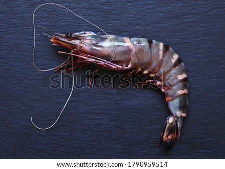  Photography of a giant gambas prawn on slate background for food illustrations / Also called black tiger shrimp, this crustacean can reach a length of 17 cm