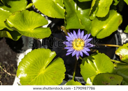 beautiful purple lotus flower in the middle of the pool